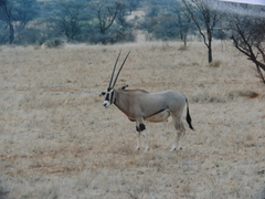 Oryx beisa beisa
