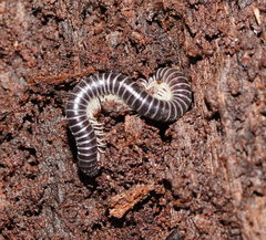Cambalidae