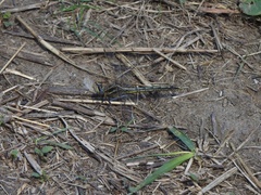 Phanogomphus spicatus