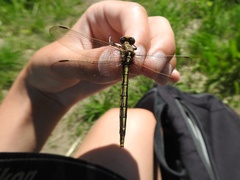 Phanogomphus spicatus