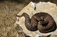 Crotalus triseriatus