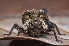 Hyperyboella