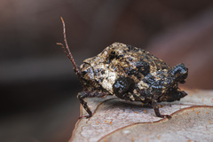 Hyperyboella