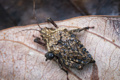 Hyperyboella