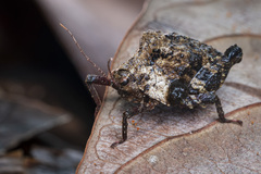Hyperyboella