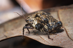 Hyperyboella