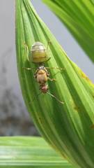 Oecophylla smaragdina