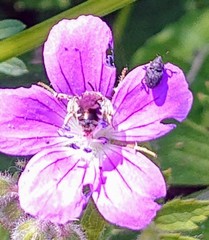 Zacladus geranii