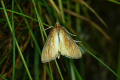 Nascia cilialis