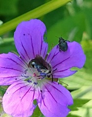 Zacladus geranii