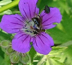 Zacladus geranii