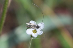 Adela punctiferella