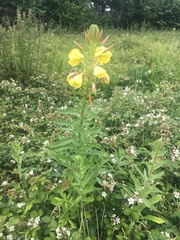 Oenothera