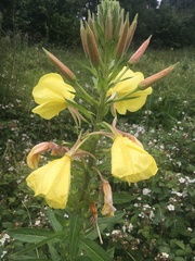 Oenothera