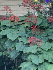 Clerodendrum paniculatum