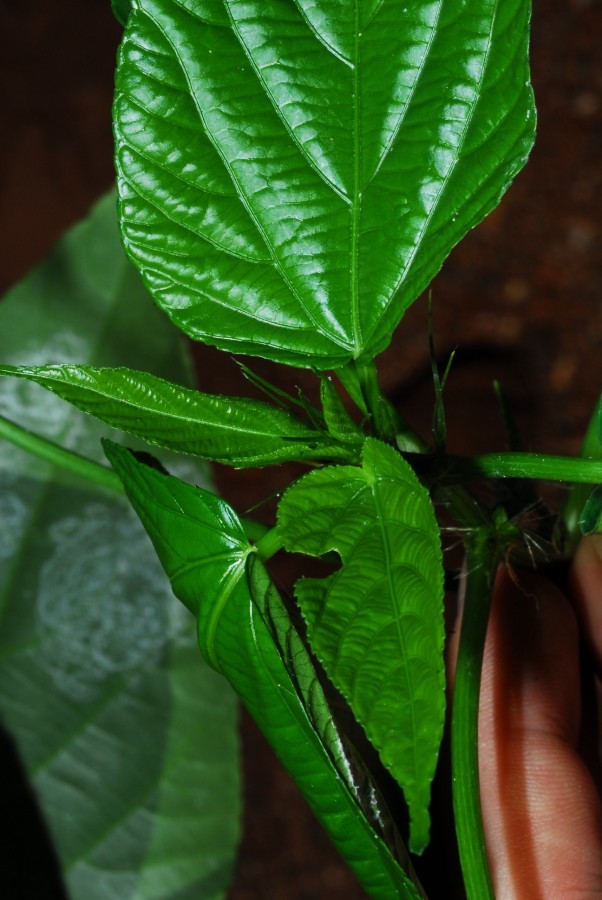 Acalypha richardiana Baill. 2