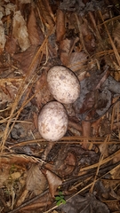 Antrostomus carolinensis