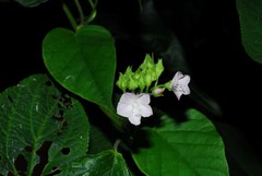 Jacquemontia paniculata