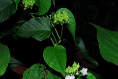 Jacquemontia paniculata