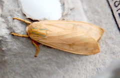 Halysidota tessellaris