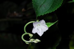 Jacquemontia paniculata
