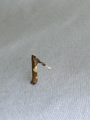 Caloptilia bimaculatella