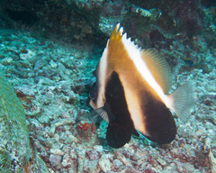 Indian Ocean Bannerfish photo 2