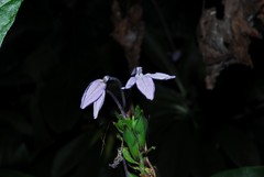 Ecbolium syringifolium