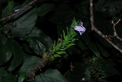 Ecbolium syringifolium