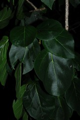 Cordia subcordata