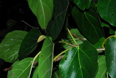 Cordia subcordata