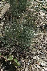 Corynephorus canescens