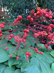 Clerodendrum paniculatum