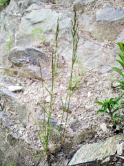Poa urssulensis