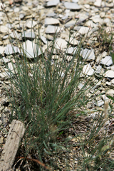 Corynephorus canescens