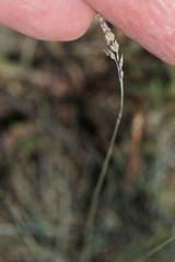 Corynephorus canescens