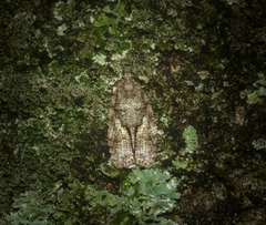 Polylopha epidesma