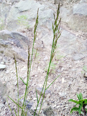 Poa urssulensis