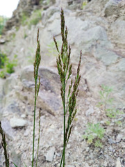 Poa urssulensis