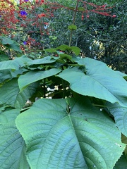 Clerodendrum paniculatum