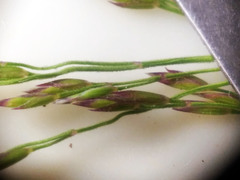 Poa urssulensis