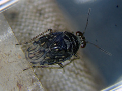 Saldula saltatoria