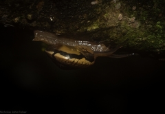 Nitor subrugatus