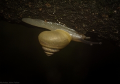 Posorites conscendens