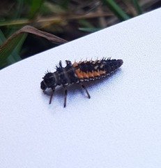 Harmonia axyridis