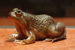 Occidozyga lima