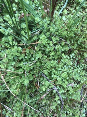 Lysimachia tenella