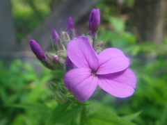 Hesperis matronalis