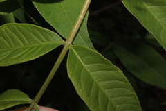 Zanthoxyloideae