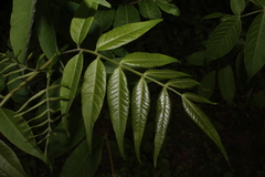 Zanthoxyloideae